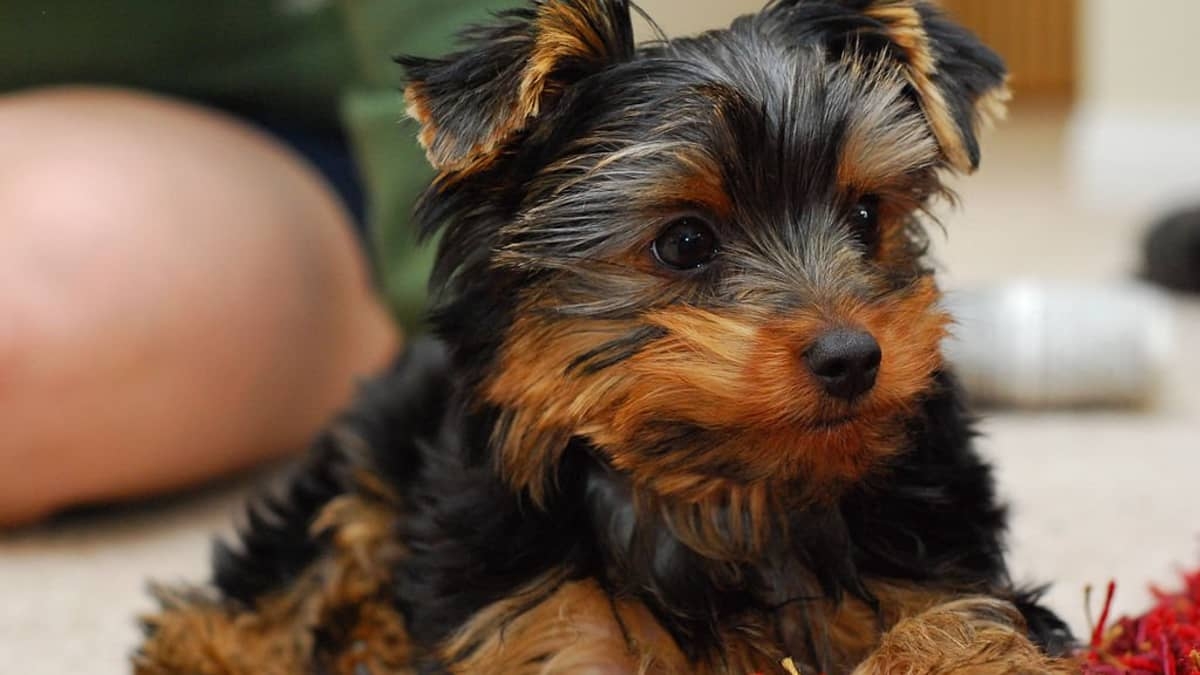10 Essential Supplies For A Yorkie Puppy HubPages