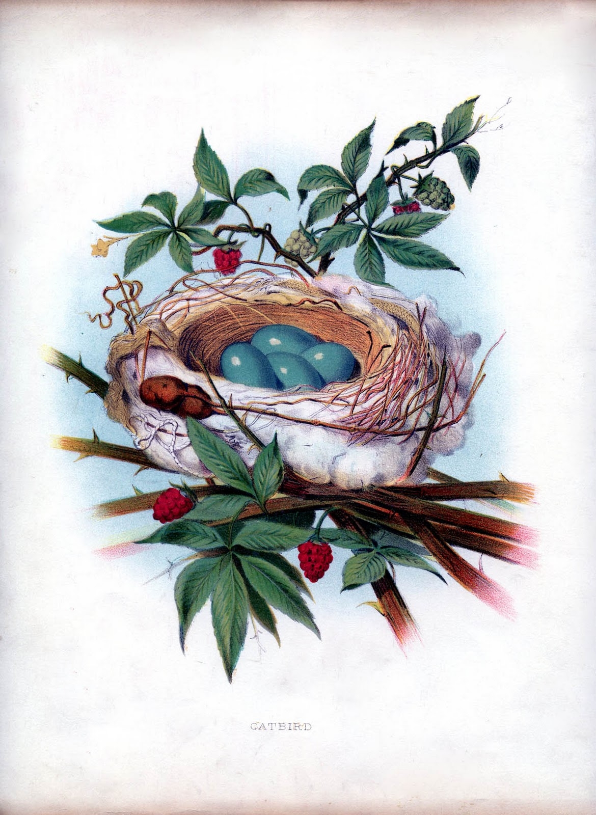 12 Nest Printables Natural History The Graphics Fairy