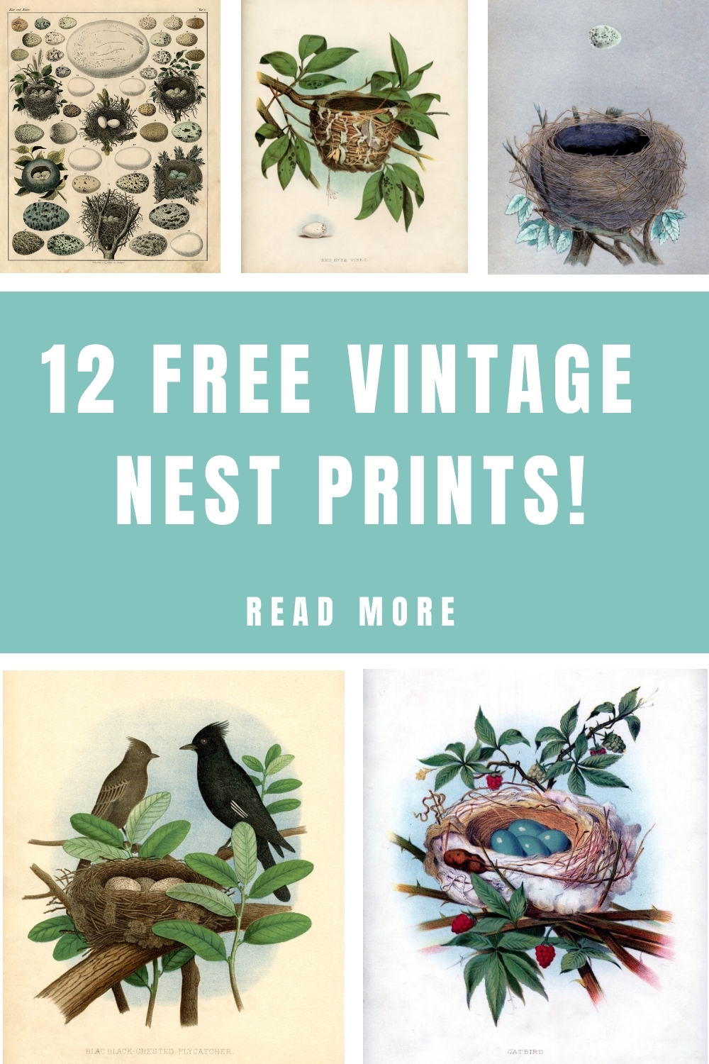 12 Nest Printables Natural History The Graphics Fairy
