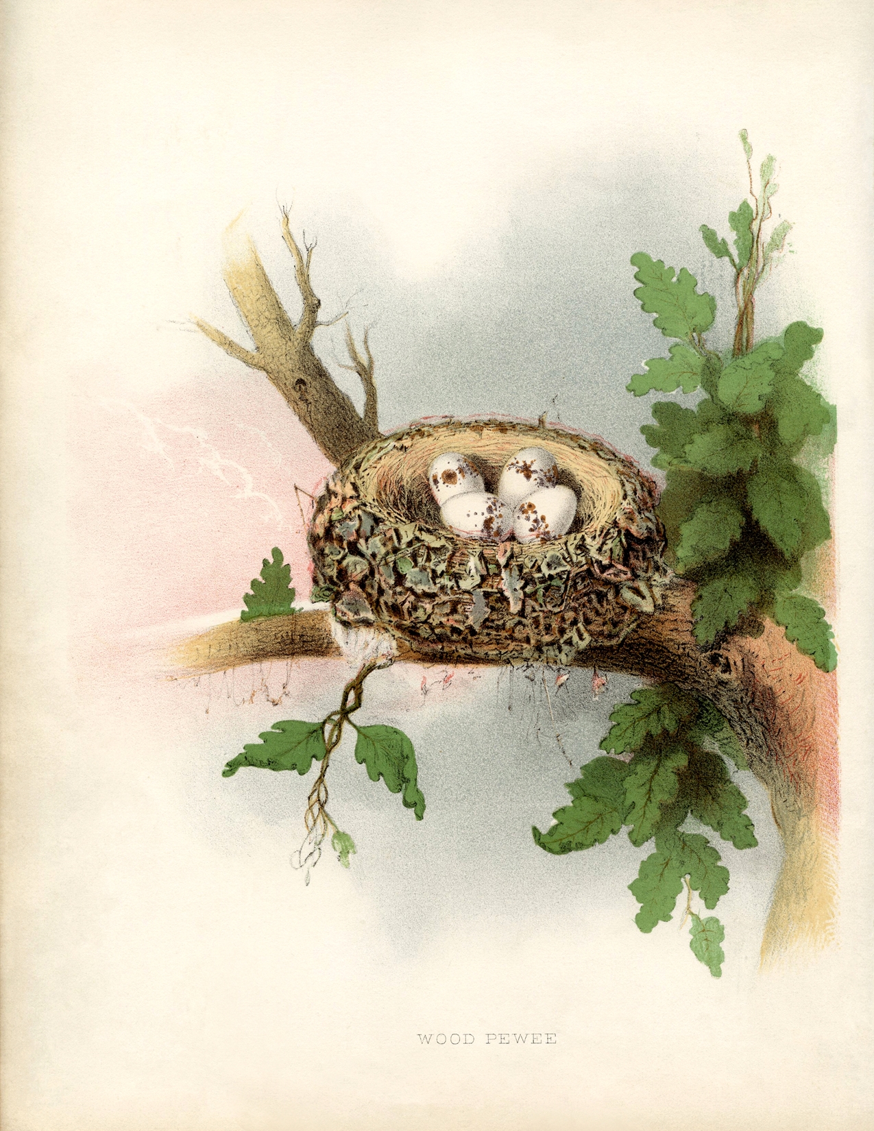 12 Nest Printables Natural History The Graphics Fairy