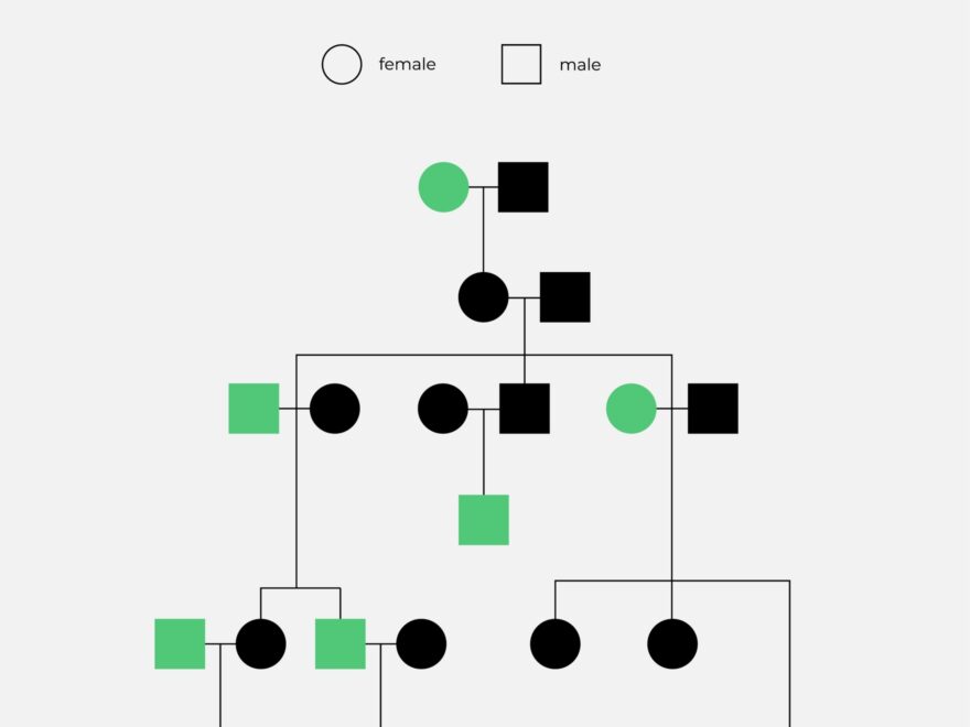 4 Generation Pedigree Chart In Illustrator PDF Download Template