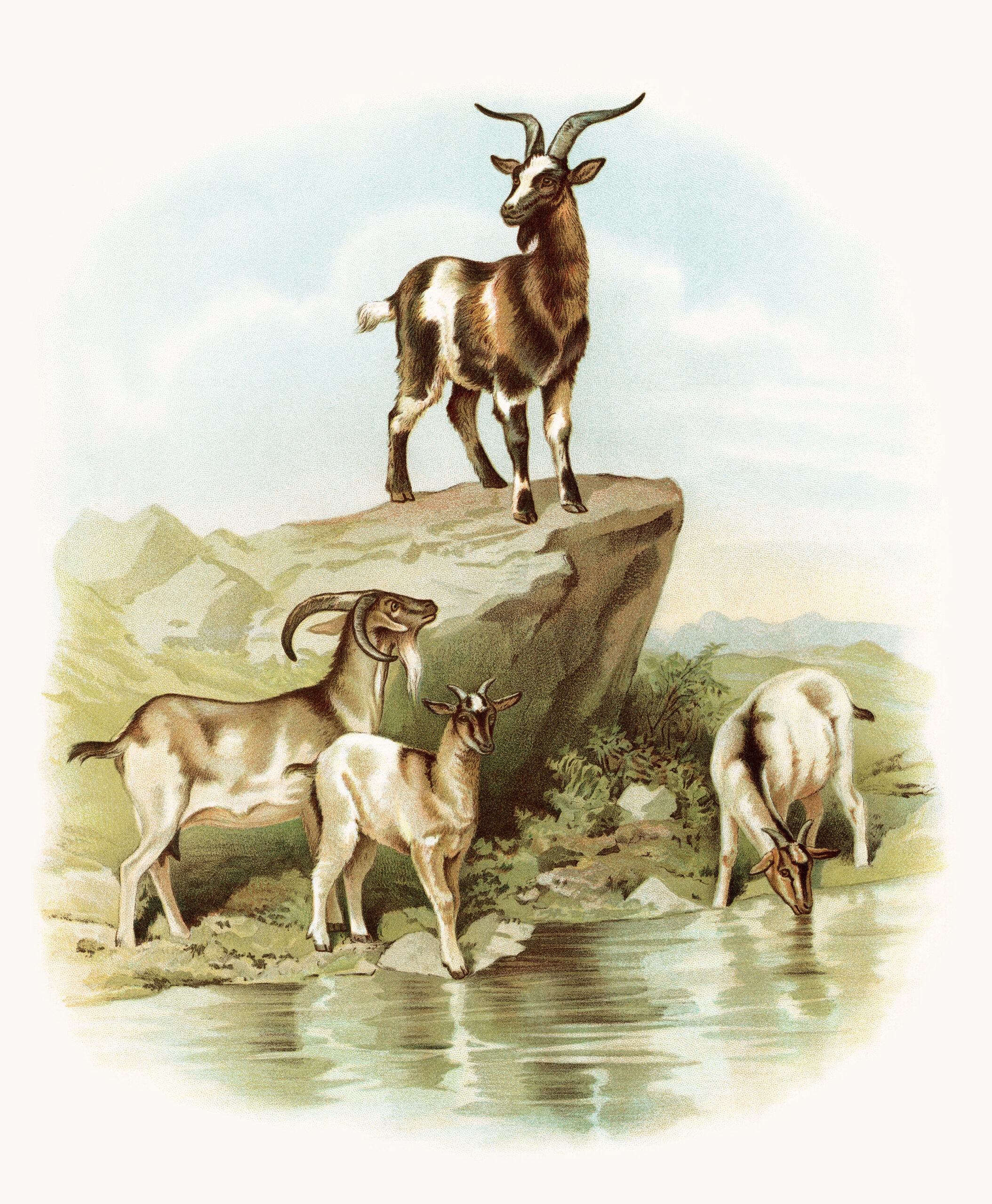 Free Vintage Image Goats At The Farm The Old Design Shop