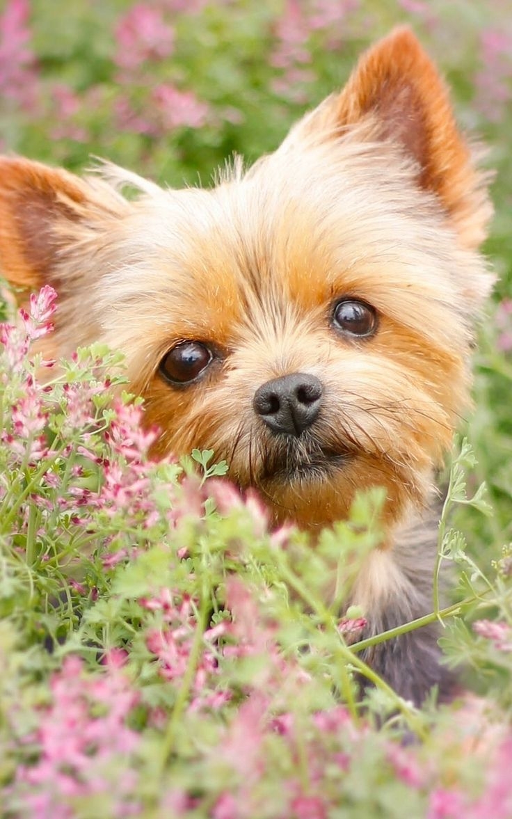 Wallpaper Yorkshire Terrier Flowers Puppy Muzzle